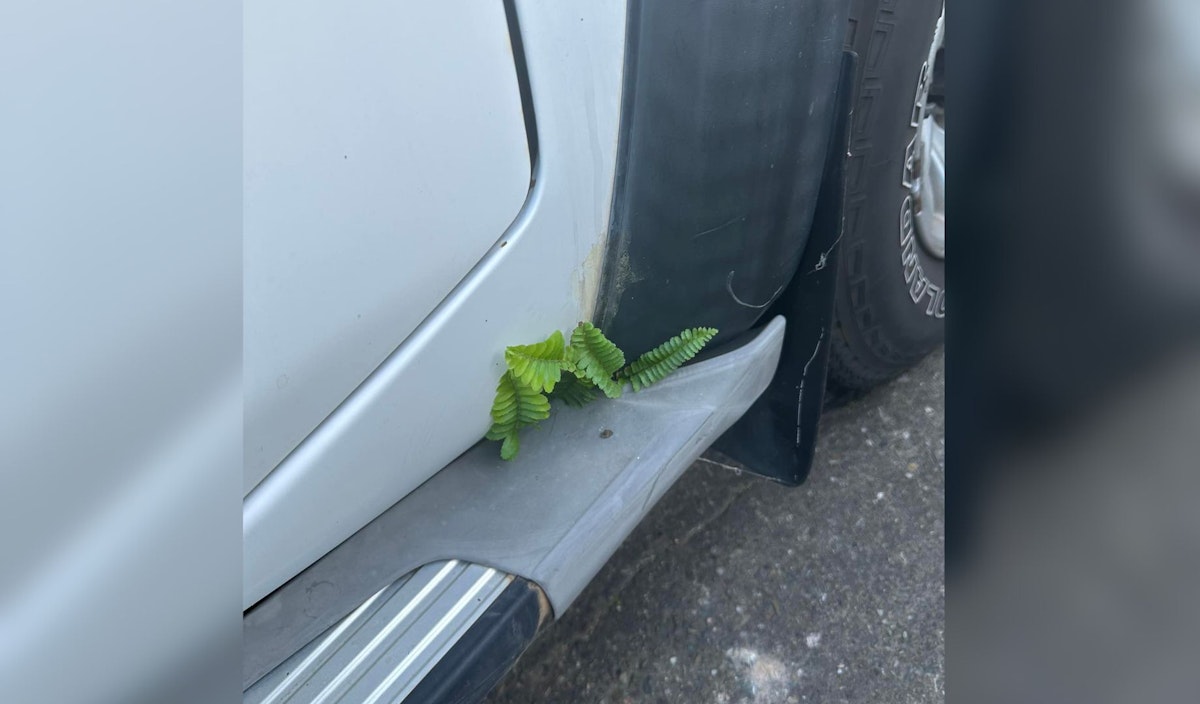 A customer's vehicle had started sprouting a fern!